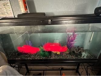 Fish tank