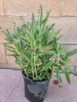 Kalanchoe Mother Of Thousand Suculent Plant Medesinal