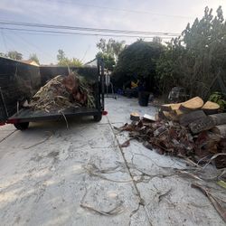 Arborist-Jnk Cleanup