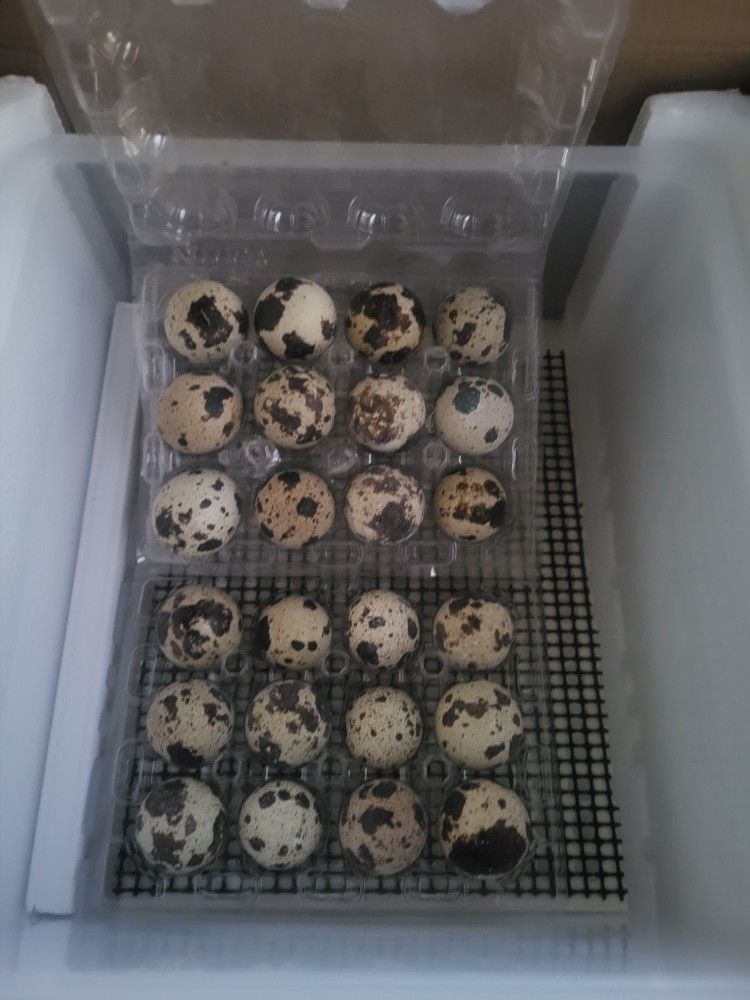 Button And Jumbo Coturnix Quail Eggs 