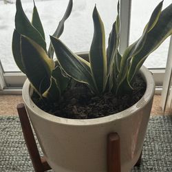 Snake Plant 