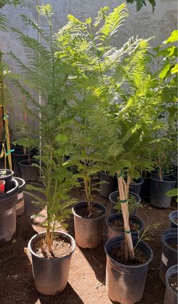 Jacaranda Trees 4F The Tall $45 Each Price Firm