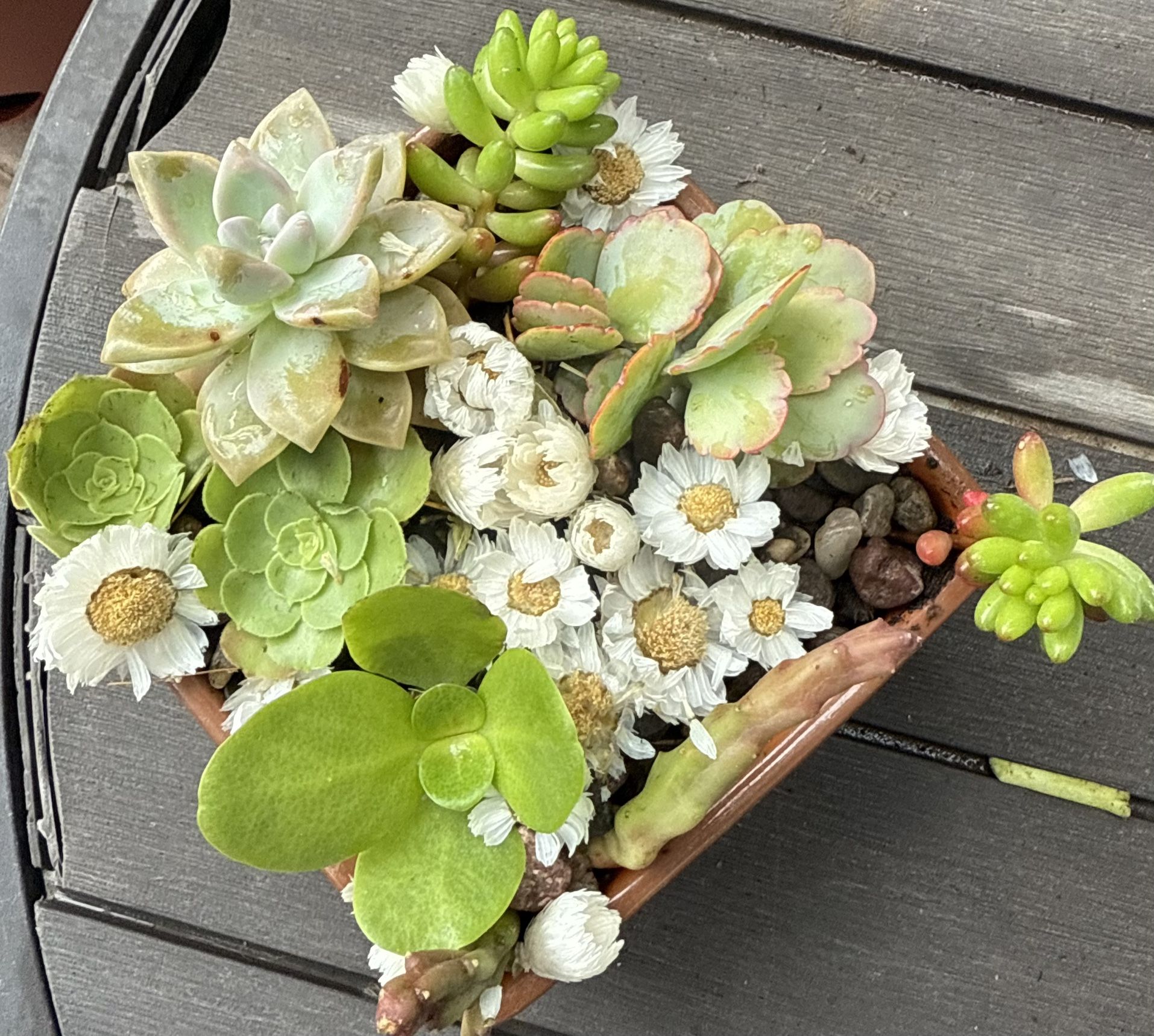 why spend $$for flowers that die in a week??