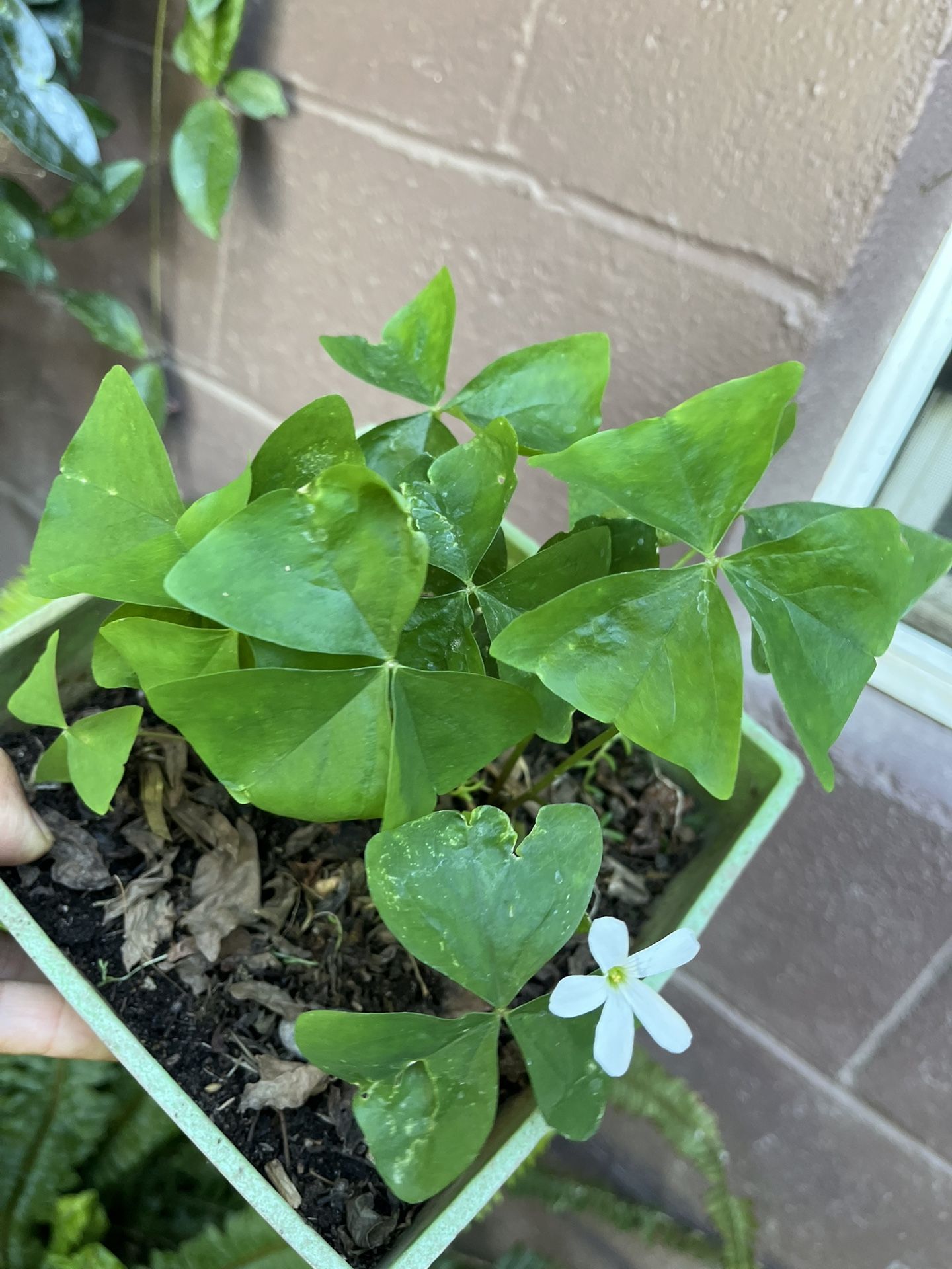 Planta Flor Blanca
