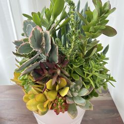 Succulent Arrangement And Ceramic Pot 