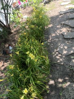 30 Yellow Day Lilly Flowers!! MAKE ME AN OFFER 