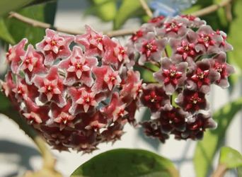 Hoya Hawaiian Purple