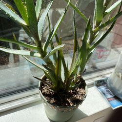 Aloe Vera