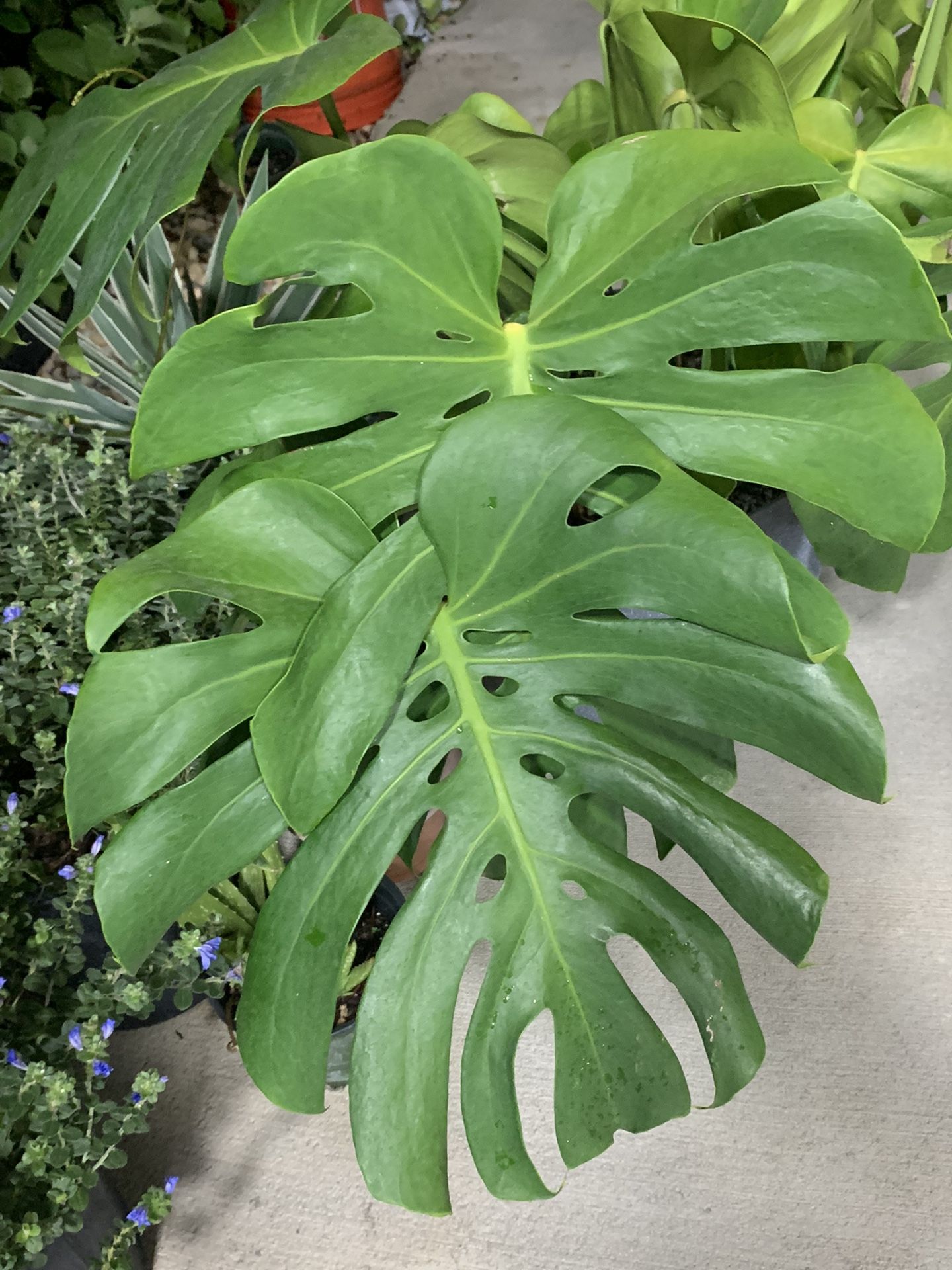 Monstera deliciosa Swiss Cheese/ Houseplant/exotic Plant/trending Plant/ Home And Garden Decor/ Live Plant/ Easy-to-grow houseplant// 