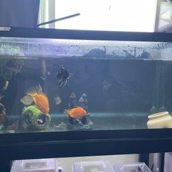 Aquarium tank must go