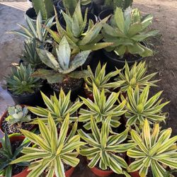 Succulent Agave Plants