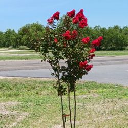 Crape Myrtle Trees 15gallon Red Hot 3 In 4 Trunk 