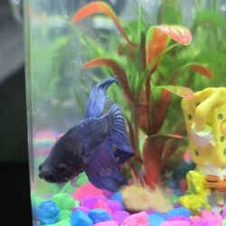 Complete 1 Galloon Sponge Bob Beta Tank- Not Including Fish 