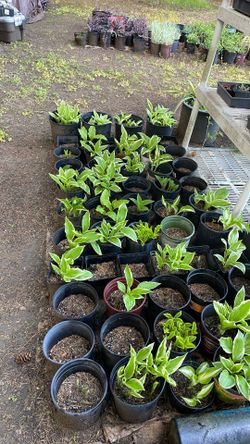 Hostas