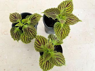 Coleus plants
