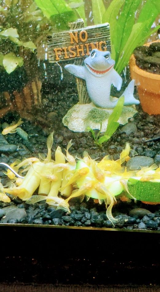 Cleaners For Aquariums