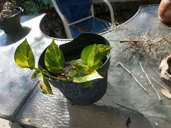Malanga Plant Live For Sale In Miami Fl Offerup