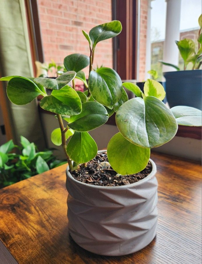 Beautiful and healthy peperomia plant in ceramic pot.