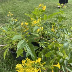 Retama    /   Trompeta    /  