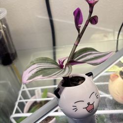 Tradescantia In  Ceramic Cat Pot