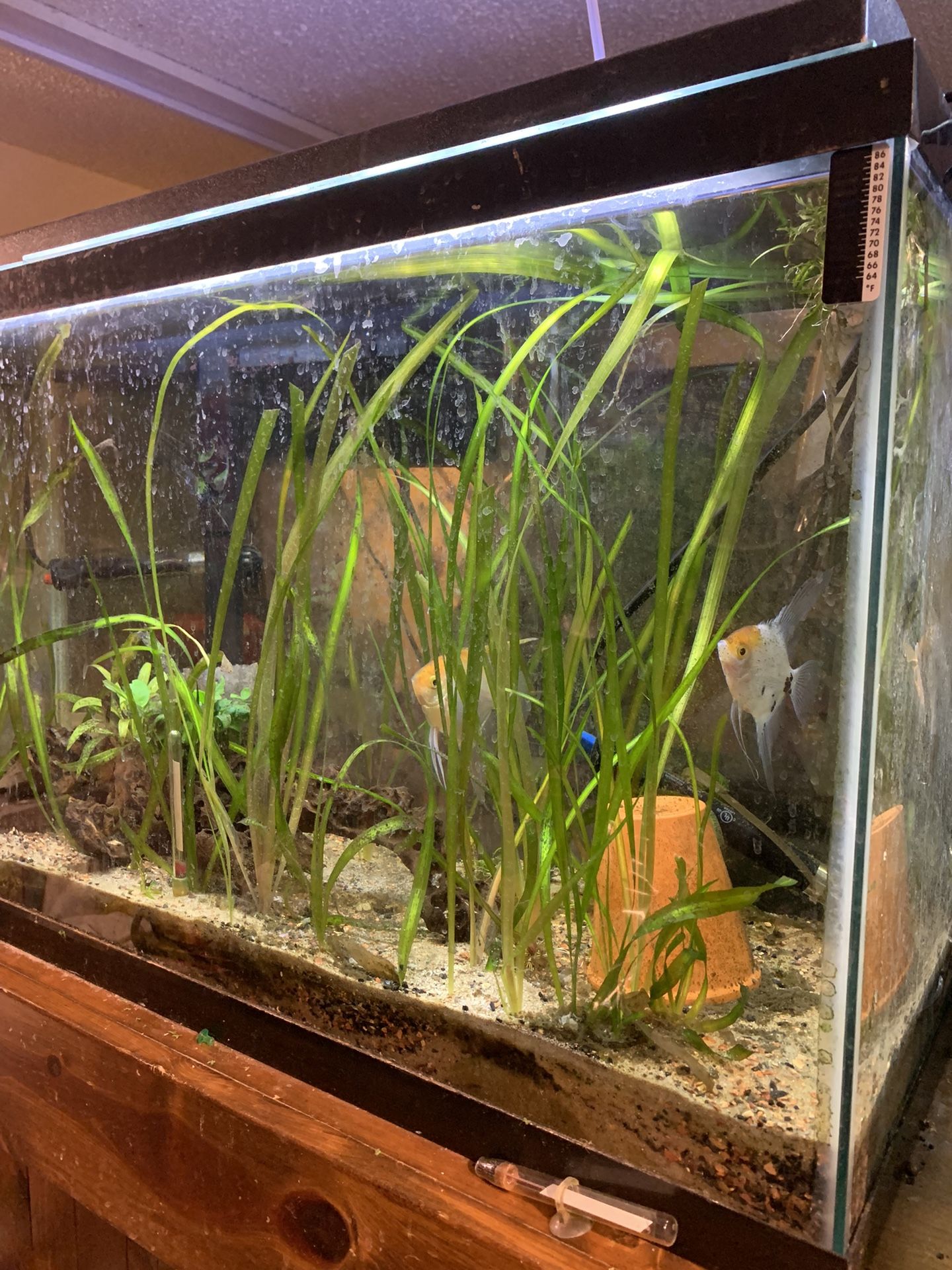 30 Gallons Fish Tank Including 2 Angel Fish 