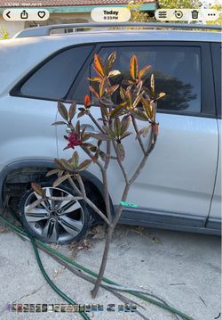 Large Plumeria cutting of Hilo  dark red. Over 4 ft