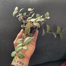 Tradescantia Flumenesis