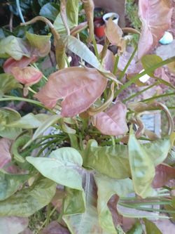 Beautiful Neon Robusta Plant 🪴