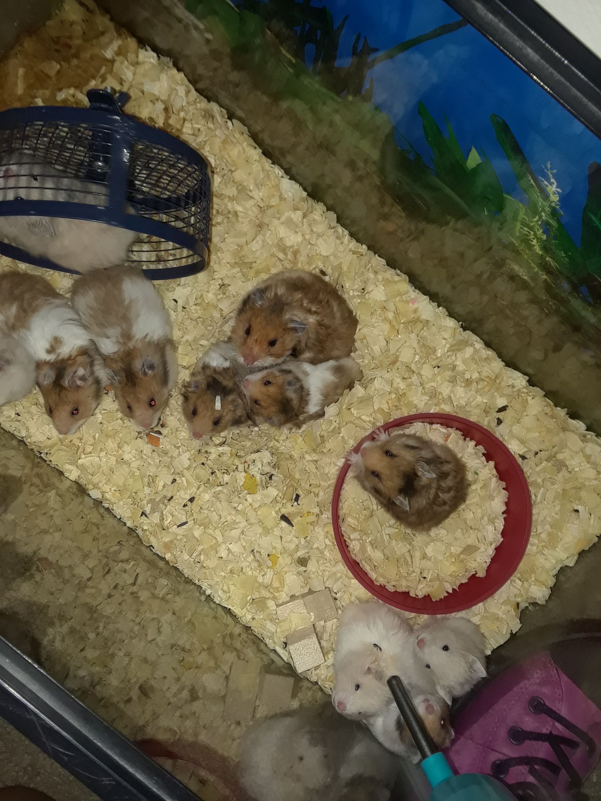 baby hamsters for sale