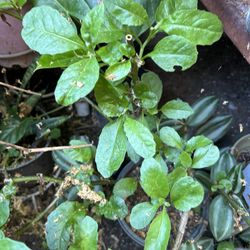Insulina