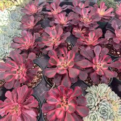 Aeoniums $5 Each 