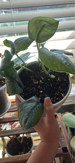 Silver satin pothos