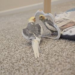 Cockatiel (1.5 Years Old)