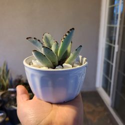Panda Plant Succulent
