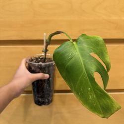Monstera Albo Cutting **Read description**