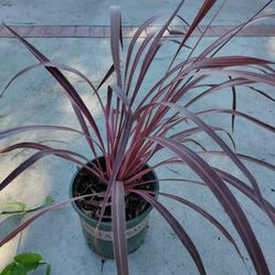 Cordyline Plant