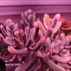 Korean Succulent Cuttings