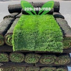Best Quality Sod