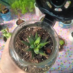 Succulent In Coffee Pot 