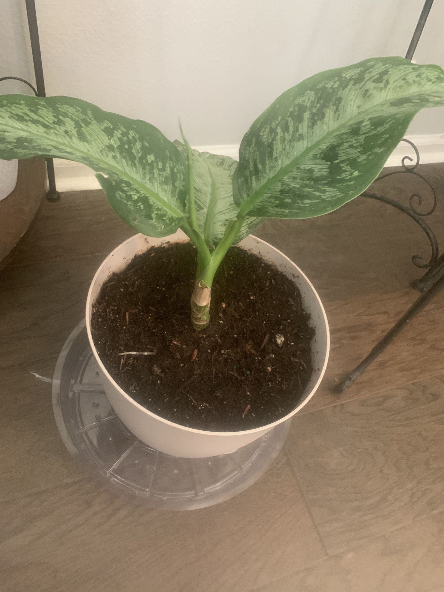 Plant for inside! Potted