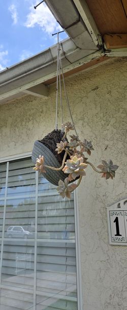 Hanging succulent  basket