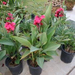 PLANTS AND FLOWERS FOR SALE