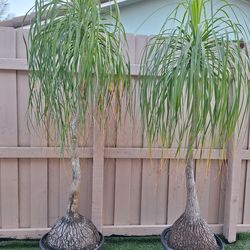 Ponytail palms ,Two for $400