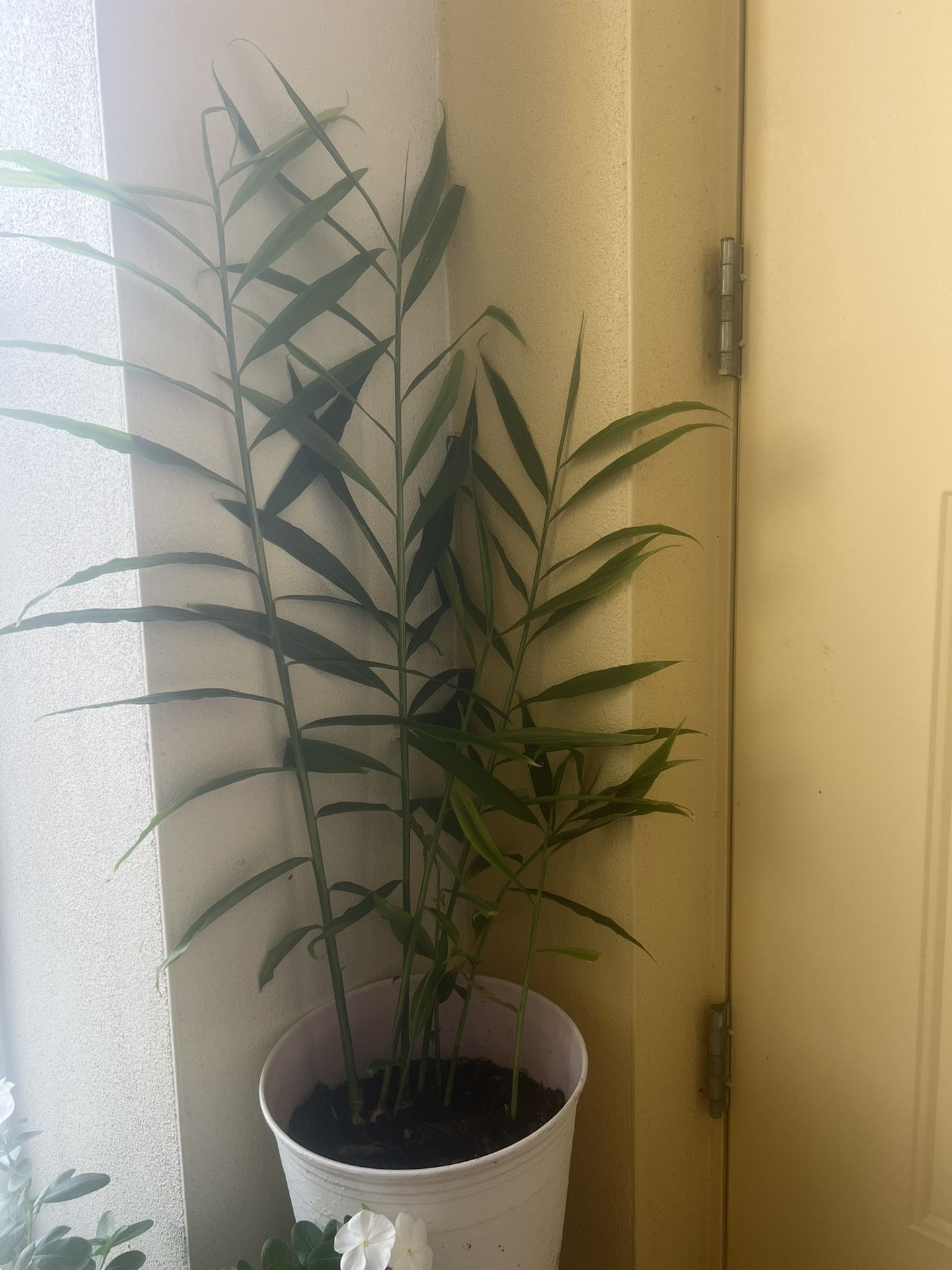 Ginger Plant