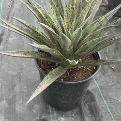 Pineapple Express Mangave – Tropical Look in a 3 Gallon Pot for $40