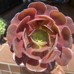 Pink Red Aeonium Plant Succulent