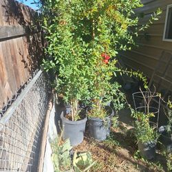 Pomegranate Trees