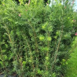 Spectacular Podocarpus Plants For Inmediate Privacy!!! 6 Feet Tall!! Fertilized 
