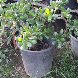Planta Jade