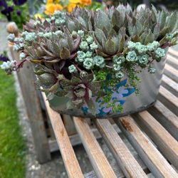 Plant